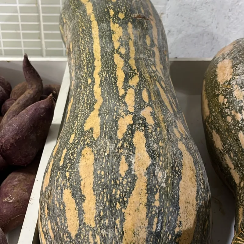 ABOBORA PESCOÇO