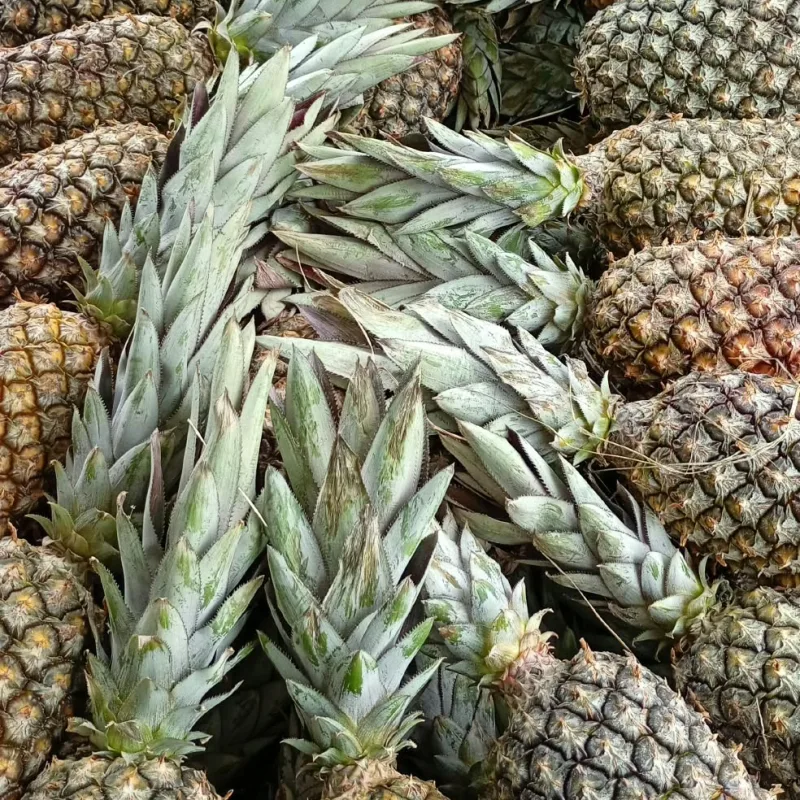 ABACAXI PEROLA