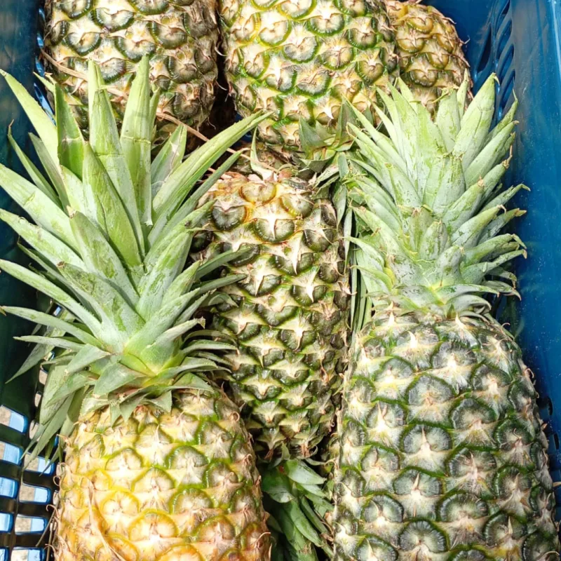 ABACAXI HAVAI