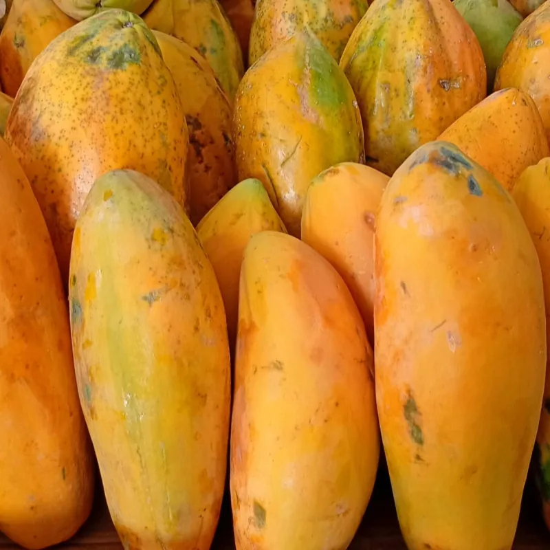 MAMAO FORMOSA