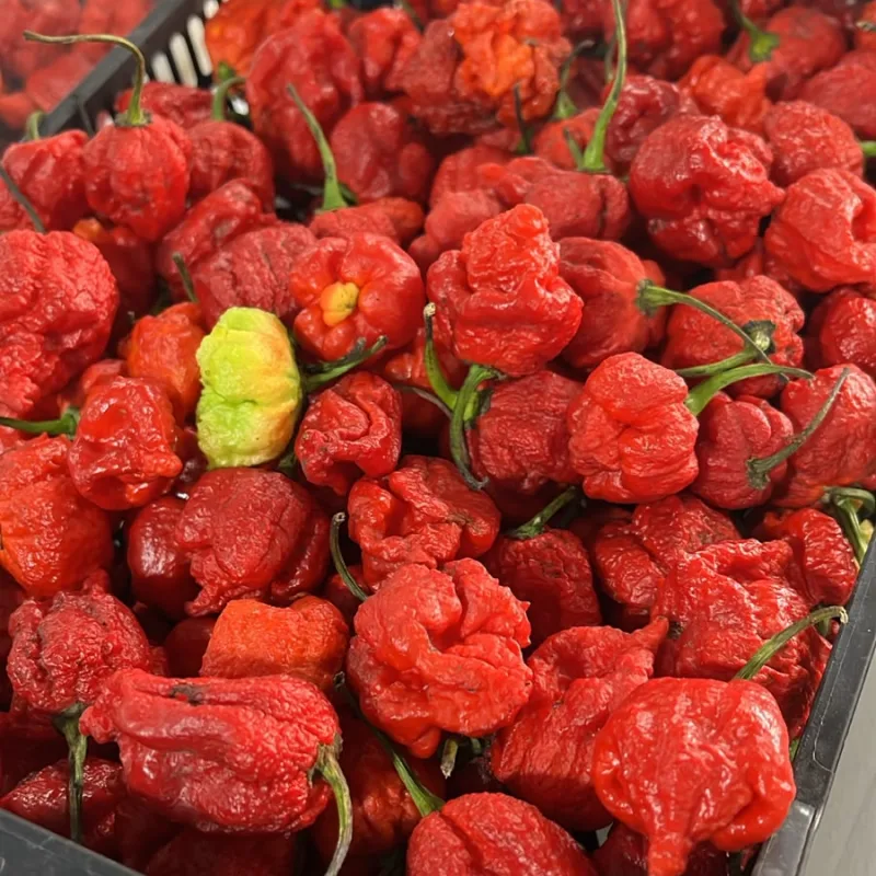 PIMENTA SCORPION KG