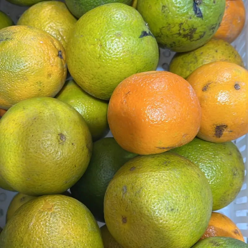 LARANJA LIMA