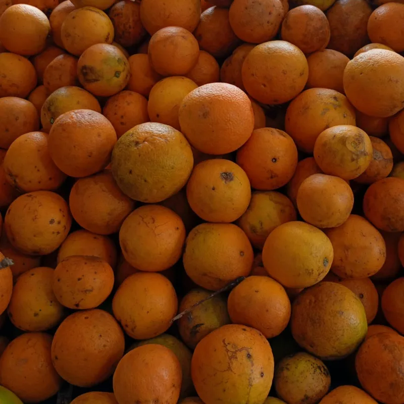LARANJA COMUM